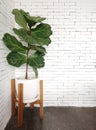 A Fiddle Leaf Fig or Ficus lyrata in a white pot withÃ¢â¬â¹ wood stand on concreteÃ¢â¬â¹ floor andÃ¢â¬â¹ Ã¢â¬â¹white brickÃ¢â¬â¹ Ã¢â¬â¹wall.